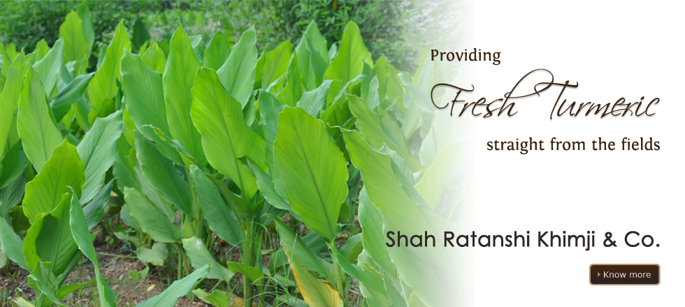 turmeric farm operated by SHAH RK in Sangali Maharashtra India