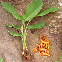 turmeric-plant-n-roots